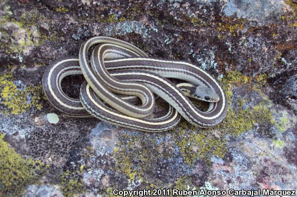 Baird's Patch-nosed Snake (Salvadora bairdi)