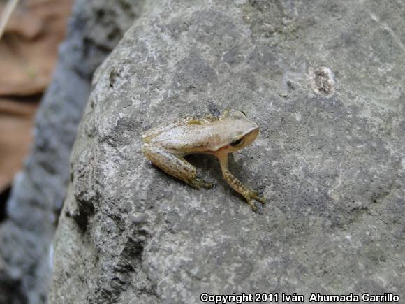 Dwarf Mexican Treefrog (Tlalocohyla smithi)