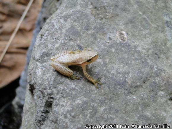 Dwarf Mexican Treefrog (Tlalocohyla smithi)