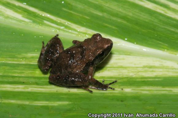 Pigmy Robber Frog (Craugastor pygmaeus)