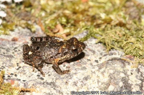 Pigmy Robber Frog (Craugastor pygmaeus)