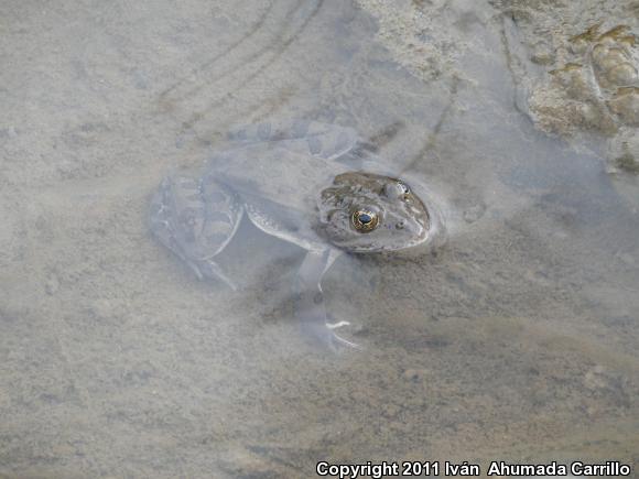 Montezuma Leopard Frog (Lithobates montezumae)