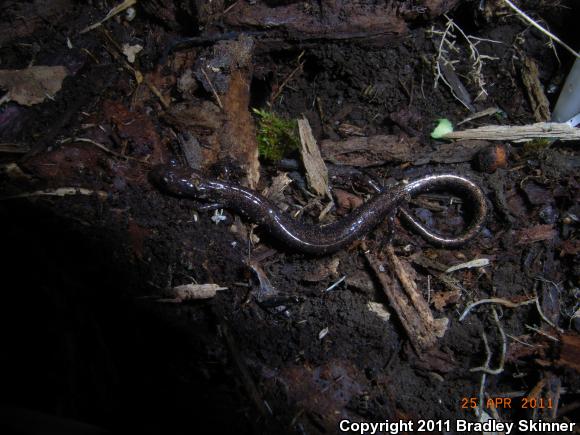 Southern Ravine Salamander (Plethodon richmondi)