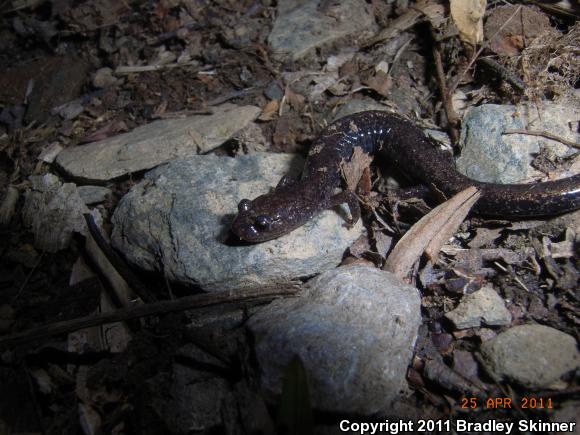 Southern Ravine Salamander (Plethodon richmondi)