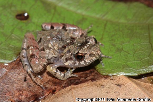 Pigmy Robber Frog (Craugastor pygmaeus)