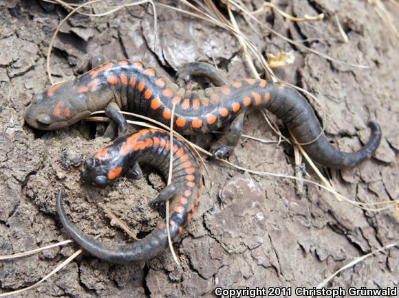 Bell's False Brook Salamander (Pseudoeurycea belli belli)