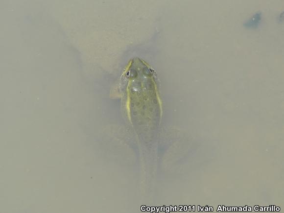 Montezuma Leopard Frog (Lithobates montezumae)