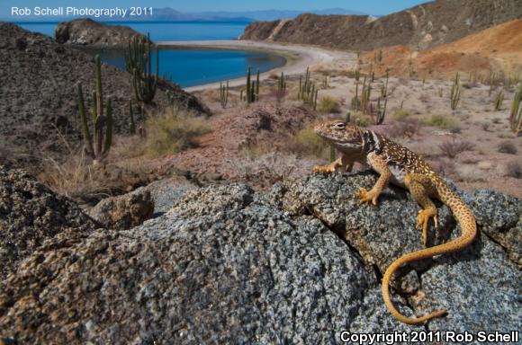 Desert Collared Lizard (Crotaphytus insularis)