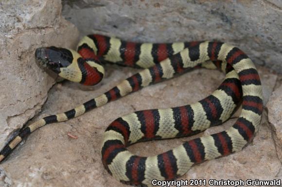 Thayer's Mountain Kingsnake (Lampropeltis mexicana thayeri)