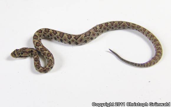 Autlan Rattlesnake (Crotalus lannomi)