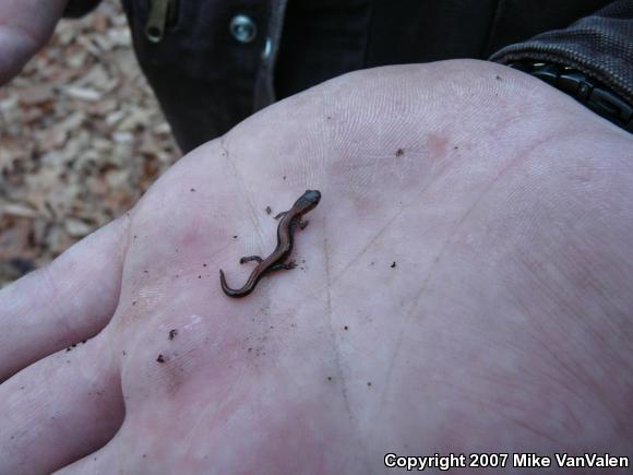 Eastern Red-backed Salamander (Plethodon cinereus)