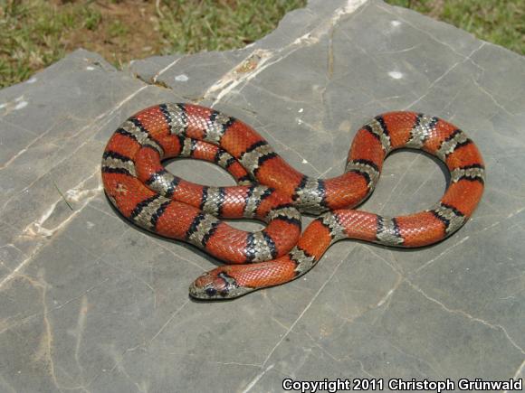 San Luis Potosí Mountain Kingsnake (Lampropeltis mexicana mexicana)