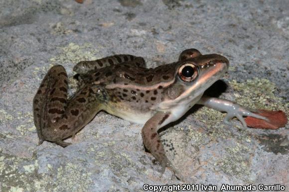 Transverse Volcanic Leopard Frog (Lithobates neovolcanicus)