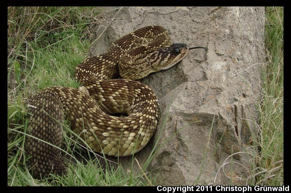 Mexican Black-tailed Rattlesnake (Crotalus molossus nigrescens)