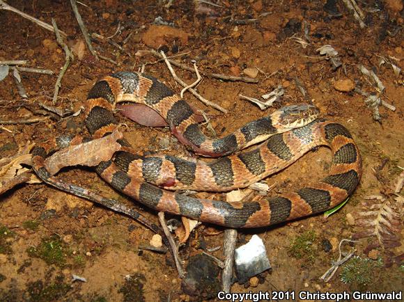 Banded Cat-eyed Snake (Leptodeira annulata)