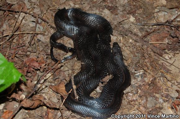 Eastern Ratsnake (Pantherophis alleghaniensis)