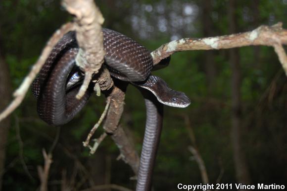 Eastern Ratsnake (Pantherophis alleghaniensis)