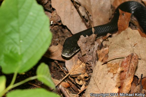 Eastern Ratsnake (Pantherophis alleghaniensis)