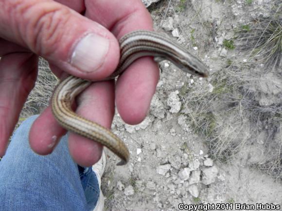 Northern Many-lined Skink (Plestiodon multivirgatus multivirgatus)