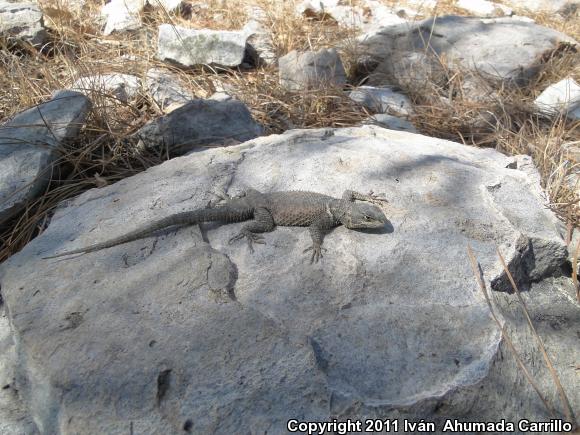 Dugès's Spiny Lizard (Sceloporus dugesii)