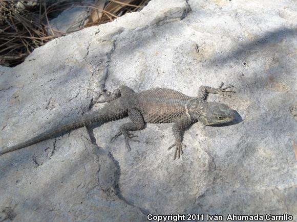 Dugès's Spiny Lizard (Sceloporus dugesii)