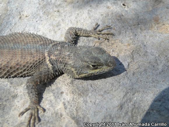 Dugès's Spiny Lizard (Sceloporus dugesii)