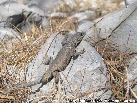 Dugès's Spiny Lizard (Sceloporus dugesii)