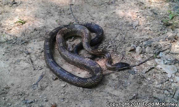 Eastern Ratsnake (Pantherophis alleghaniensis)