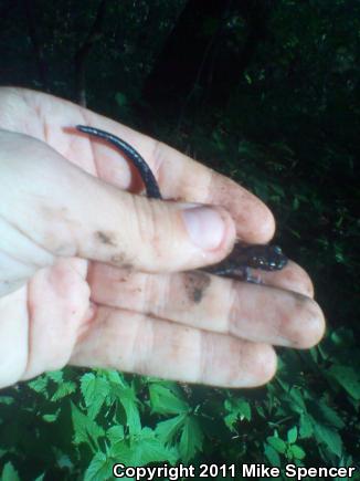 Rich Mountain Salamander (Plethodon ouachitae)