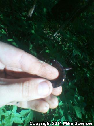 Rich Mountain Salamander (Plethodon ouachitae)