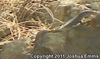 Western Marbled Whiptail (Aspidoscelis marmorata marmorata)