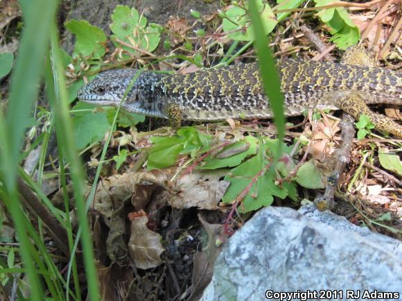 Shasta Alligator Lizard (Elgaria coerulea shastensis)