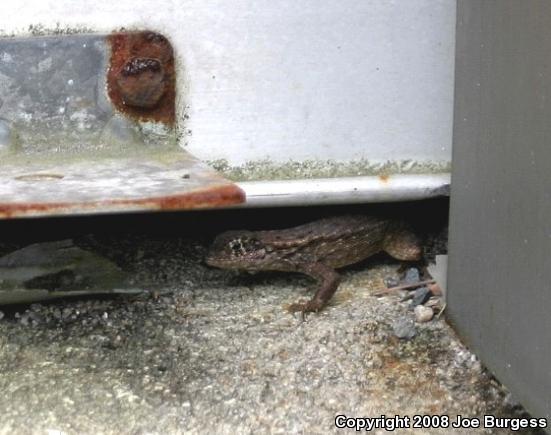 Little Bahama Curly-tailed Lizard (Leiocephalus carinatus armouri)