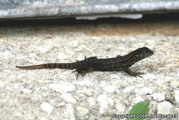 Little Bahama Curly-tailed Lizard (Leiocephalus carinatus armouri)