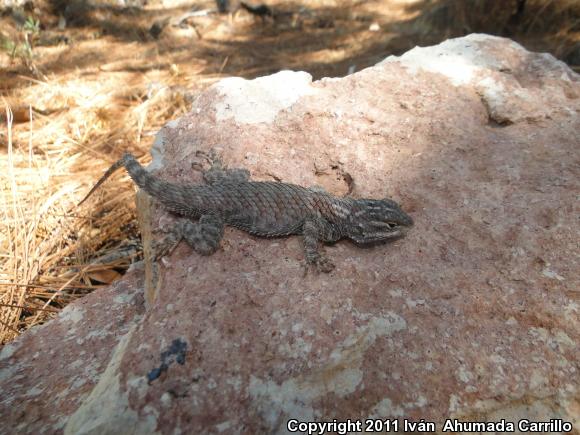 Torquate Lizard (Sceloporus torquatus)