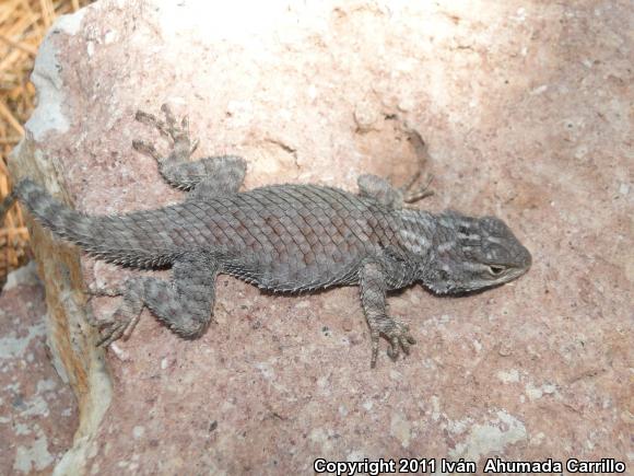 Torquate Lizard (Sceloporus torquatus)