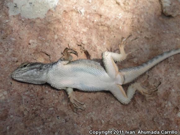 Torquate Lizard (Sceloporus torquatus)