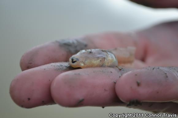 Montain Spadefoot (Spea multiplicata multiplicata)