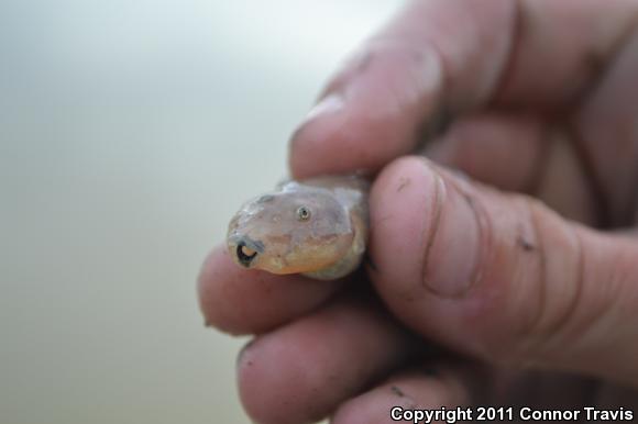 Montain Spadefoot (Spea multiplicata multiplicata)