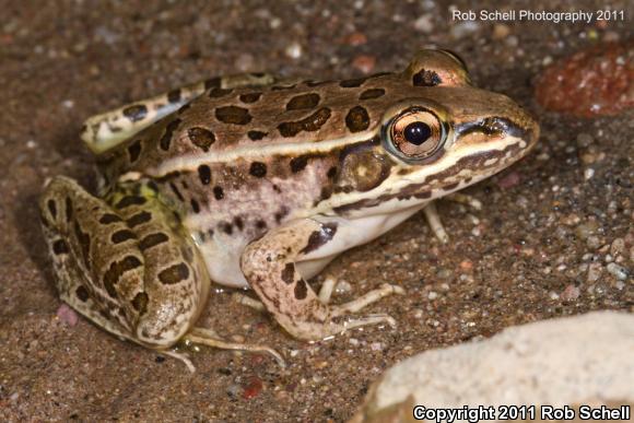 Northwest Mexico Leopard Frog (Lithobates magnaocularis)