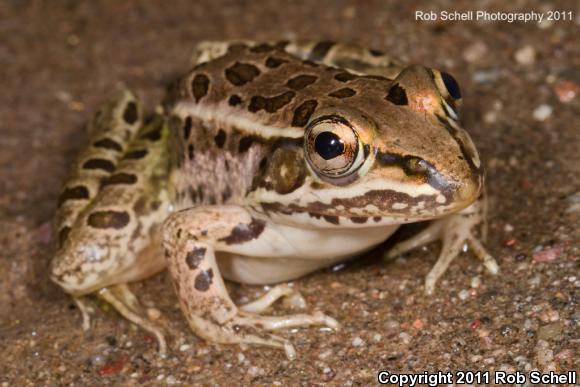 Northwest Mexico Leopard Frog (Lithobates magnaocularis)