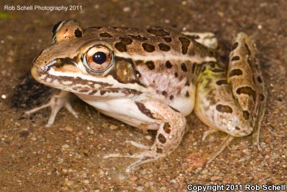 Northwest Mexico Leopard Frog (Lithobates magnaocularis)