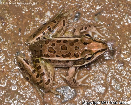 Northwest Mexico Leopard Frog (Lithobates magnaocularis)