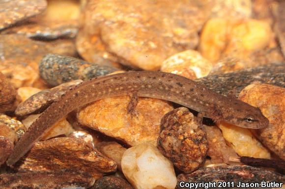 Junaluska Salamander (Eurycea junaluska)