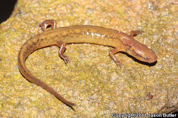 Junaluska Salamander (Eurycea junaluska)