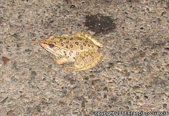 Northwest Mexico Leopard Frog (Lithobates magnaocularis)