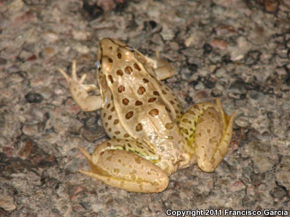 Northwest Mexico Leopard Frog (Lithobates magnaocularis)