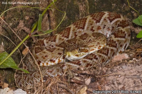 Mexican West Coast Rattlesnake (Crotalus basiliscus)