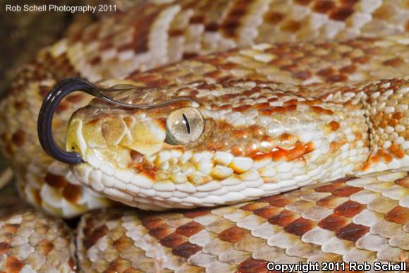 Mexican West Coast Rattlesnake (Crotalus basiliscus)