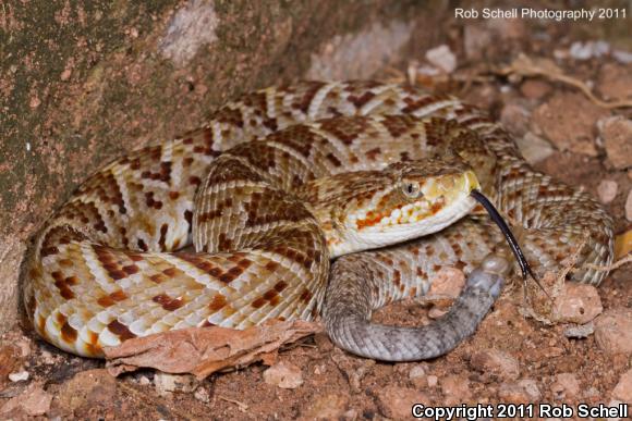 Mexican West Coast Rattlesnake (Crotalus basiliscus)